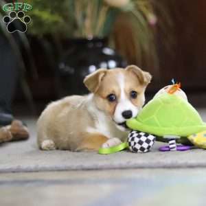 Fern, Pembroke Welsh Corgi Puppy